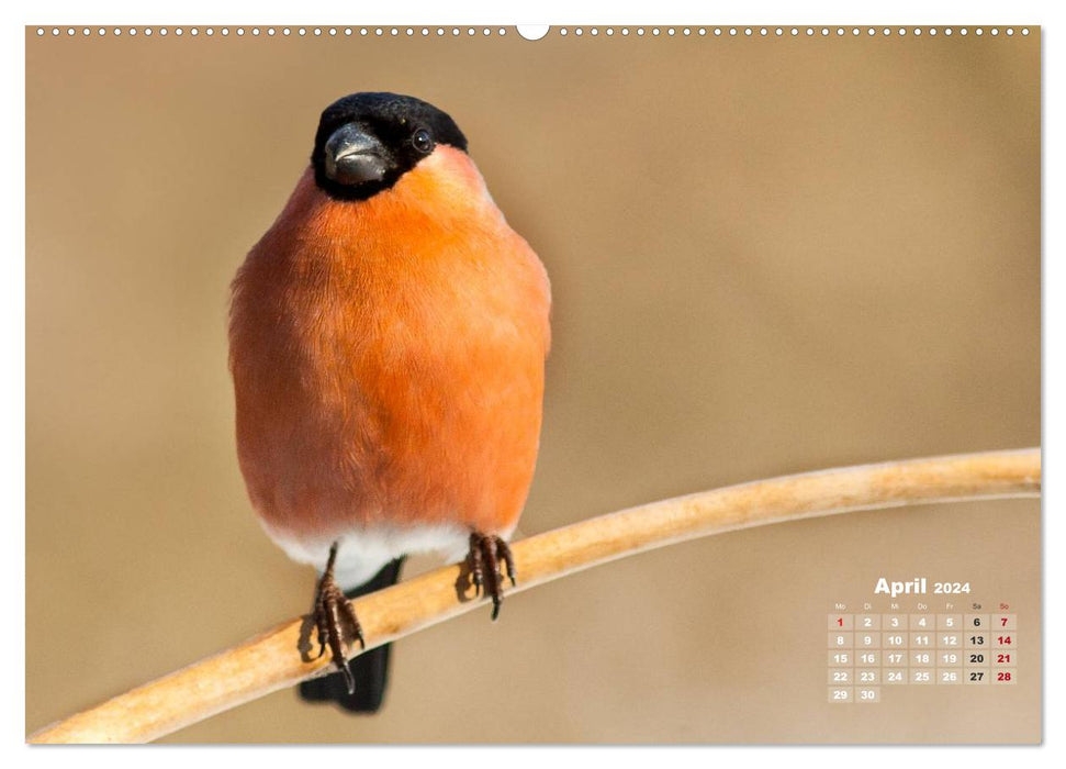 PURE NATURE - songbirds up close (CALVENDO Premium Wall Calendar 2024) 