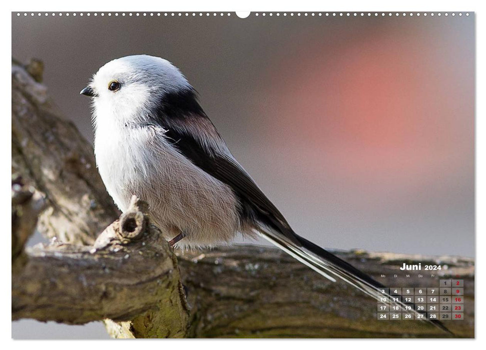 NATUR PUR - Singvögel ganz nah (CALVENDO Premium Wandkalender 2024)