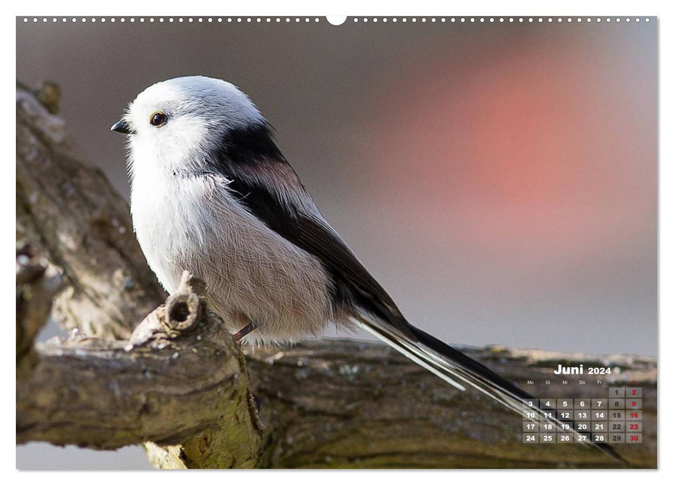 PURE NATURE - songbirds up close (CALVENDO Premium Wall Calendar 2024) 