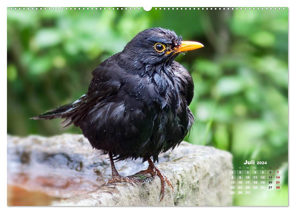 PURE NATURE - songbirds up close (CALVENDO Premium Wall Calendar 2024) 