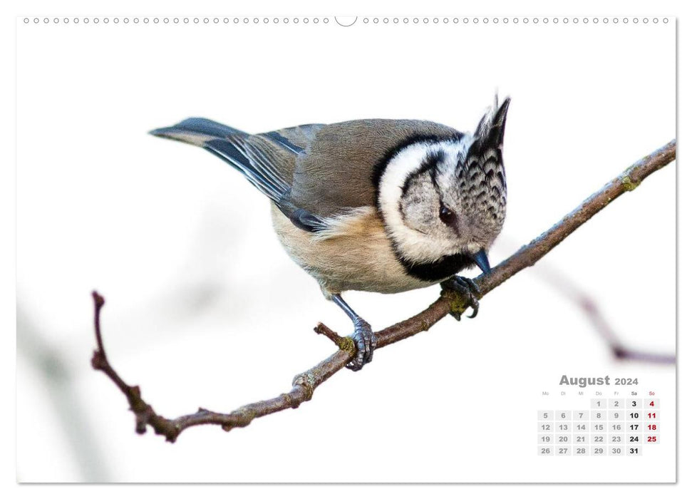 PURE NATURE - songbirds up close (CALVENDO Premium Wall Calendar 2024) 