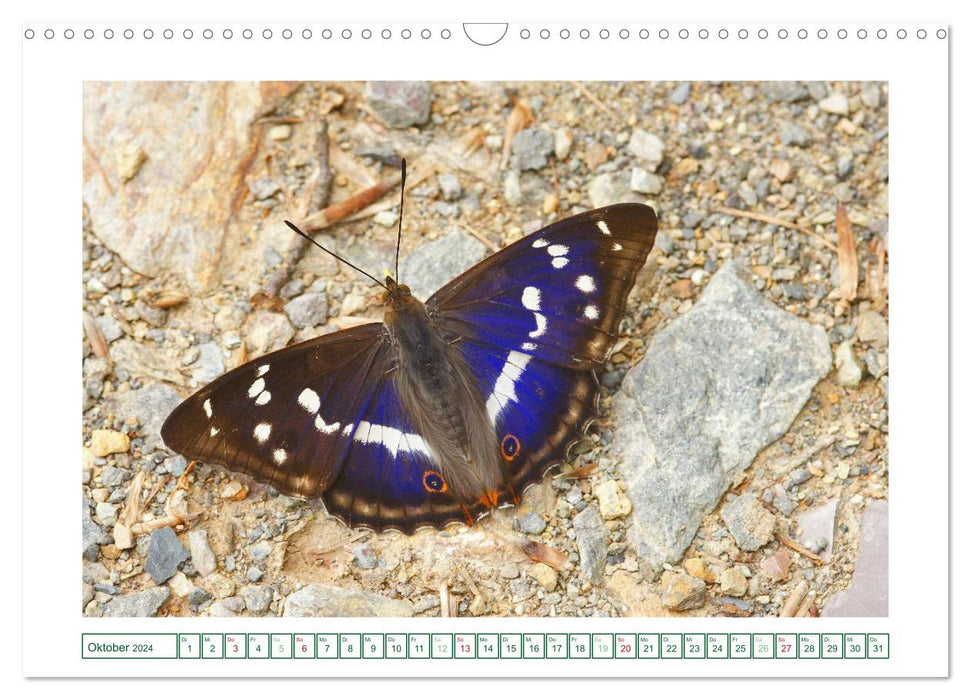 Butterflies: delicate and colorful (CALVENDO wall calendar 2024) 