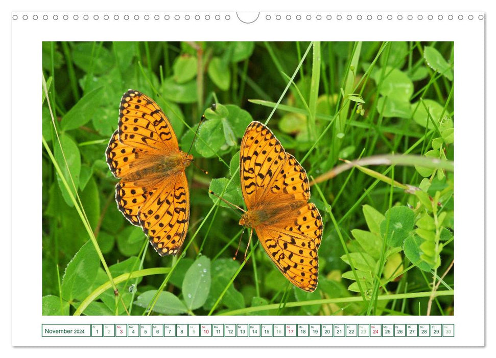 Butterflies: delicate and colorful (CALVENDO wall calendar 2024) 