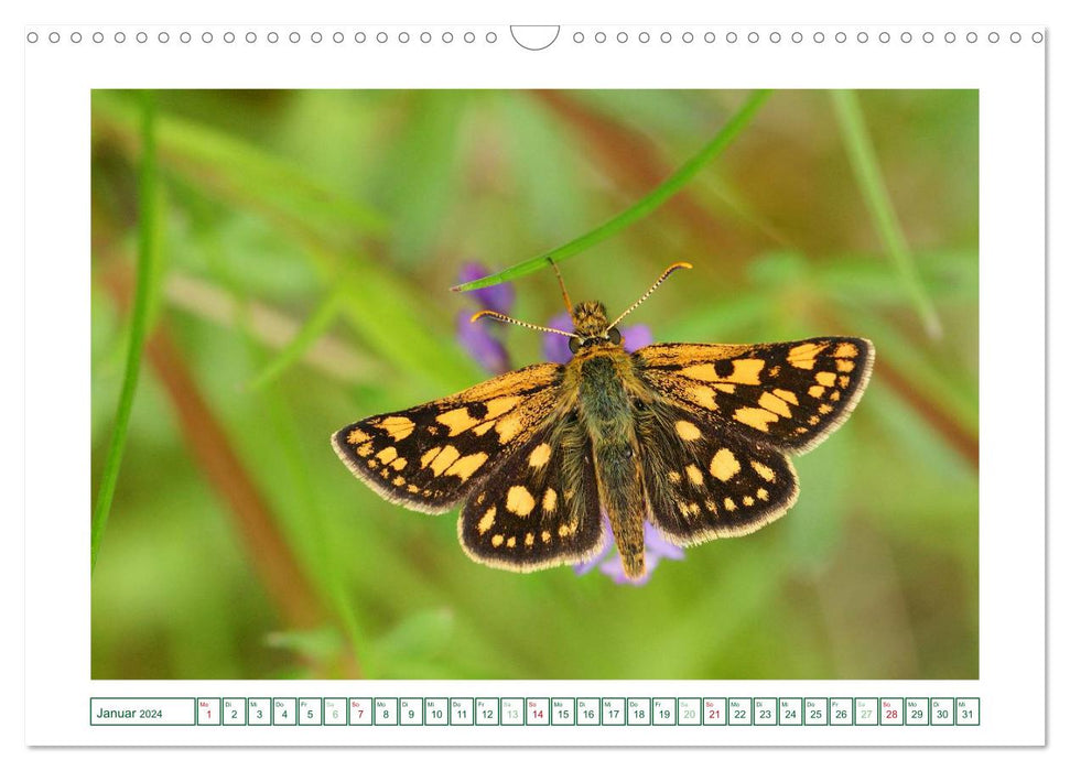 Schmetterlinge: zart und bunt (CALVENDO Wandkalender 2024)