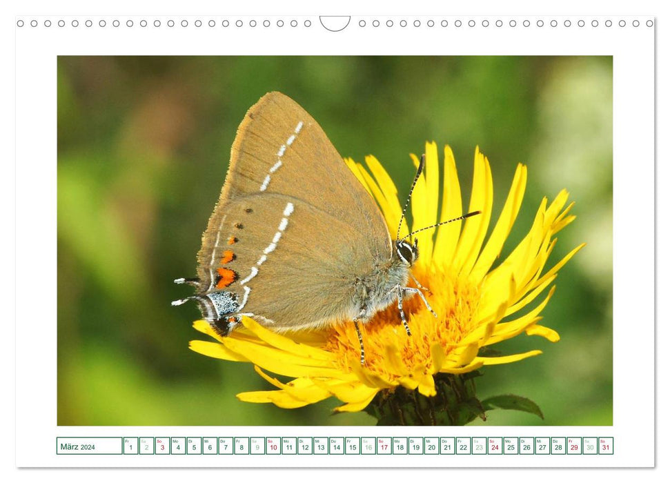 Butterflies: delicate and colorful (CALVENDO wall calendar 2024) 