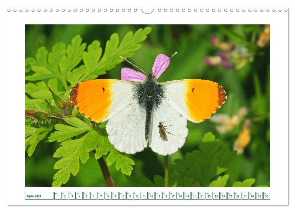 Butterflies: delicate and colorful (CALVENDO wall calendar 2024) 