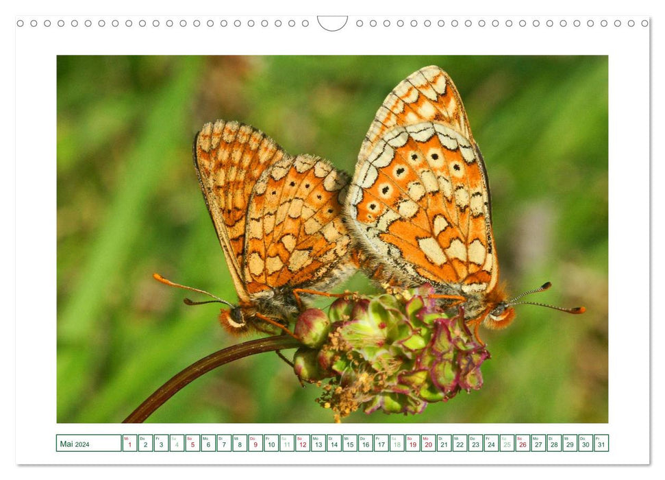 Butterflies: delicate and colorful (CALVENDO wall calendar 2024) 