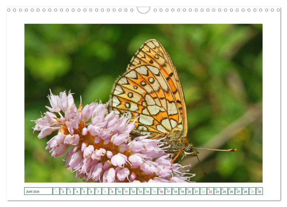 Butterflies: delicate and colorful (CALVENDO wall calendar 2024) 