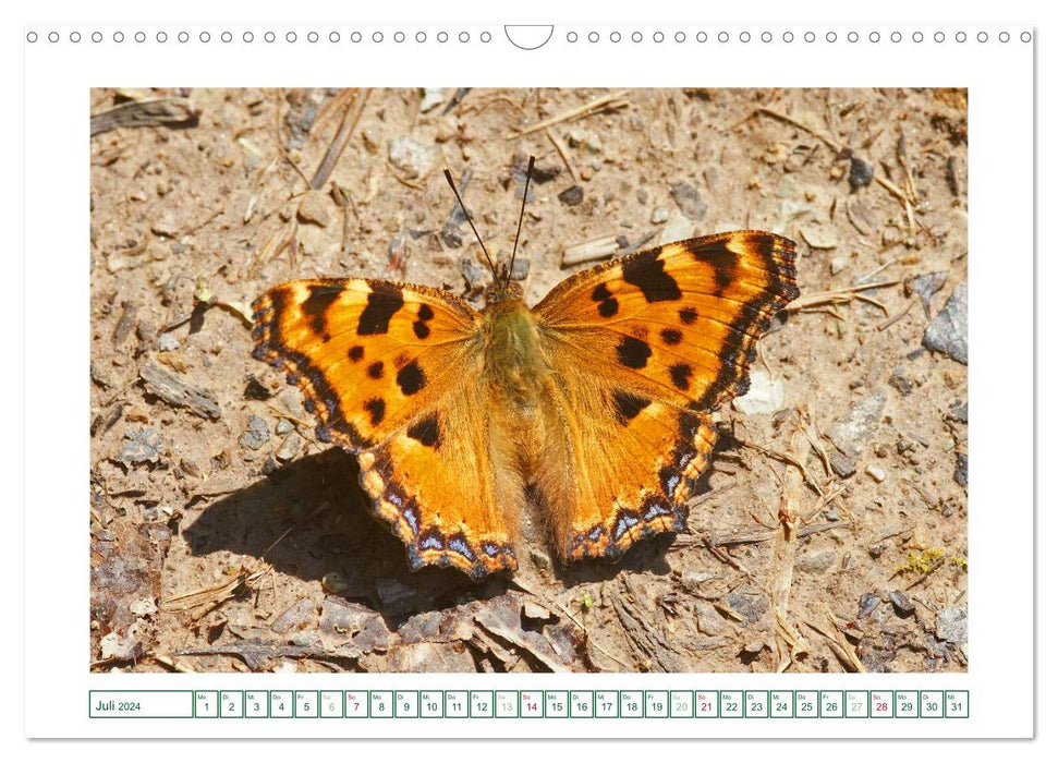 Butterflies: delicate and colorful (CALVENDO wall calendar 2024) 