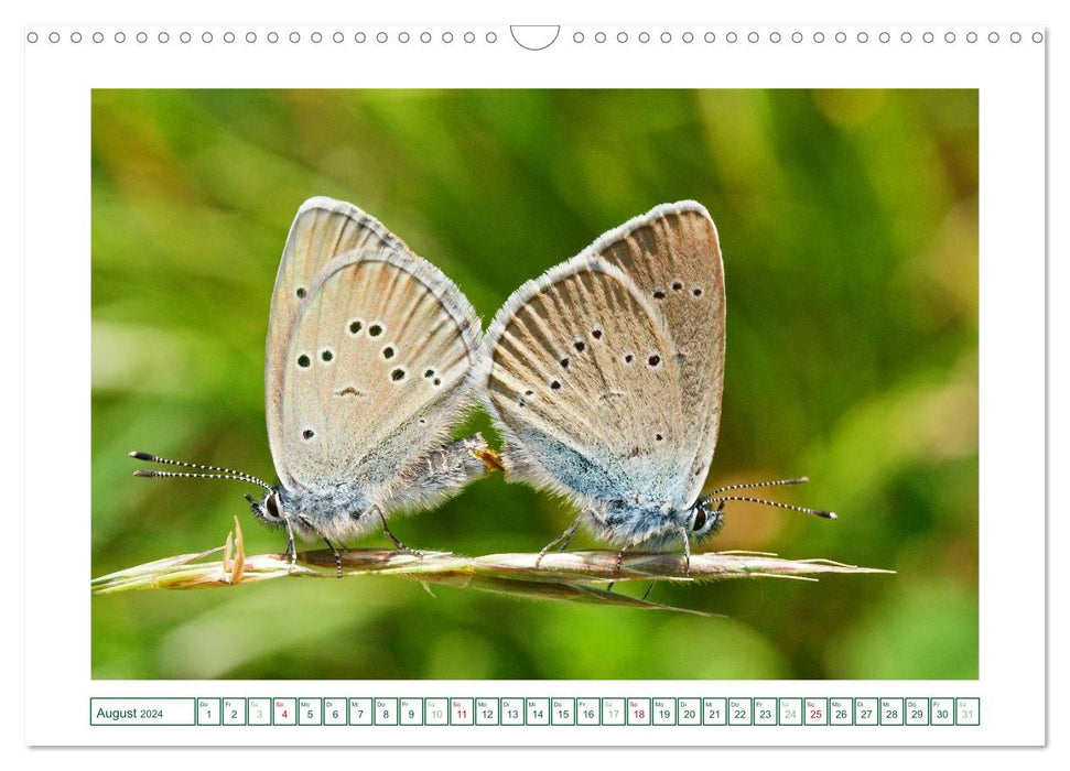 Butterflies: delicate and colorful (CALVENDO wall calendar 2024) 