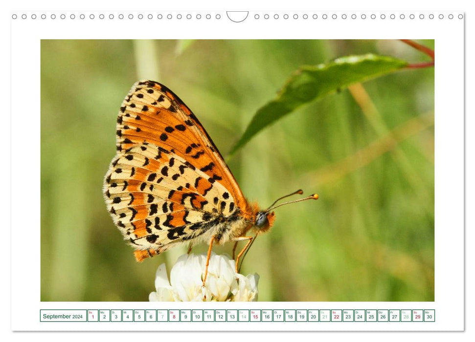 Butterflies: delicate and colorful (CALVENDO wall calendar 2024) 