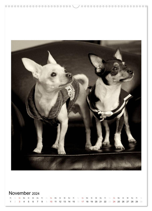 CHIHUAHUA CHIC Photos Marion Koell (CALVENDO Premium Wandkalender 2024)