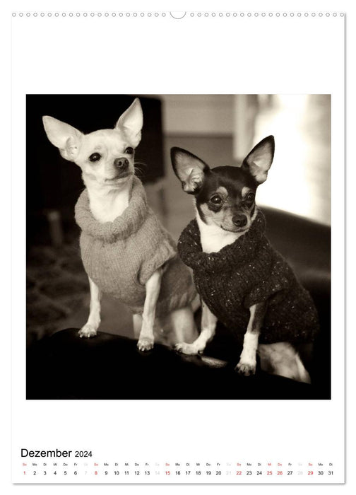 CHIHUAHUA CHIC Photos Marion Koell (CALVENDO Premium Wall Calendar 2024) 