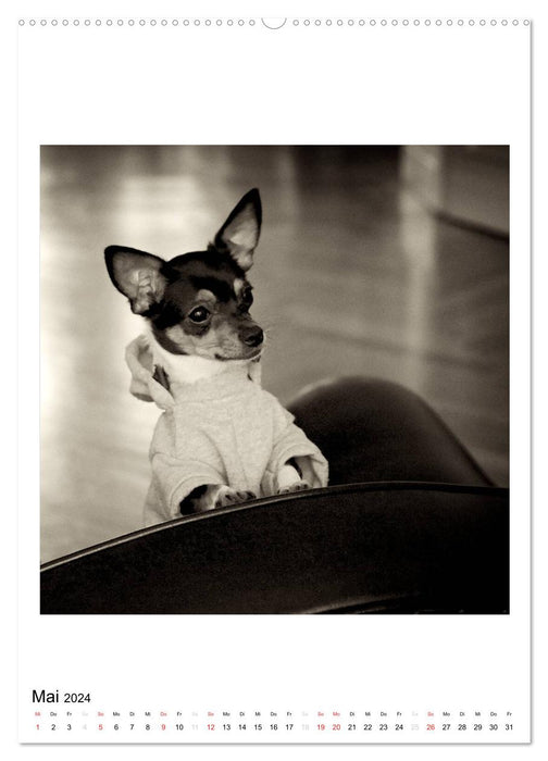 CHIHUAHUA CHIC Photos Marion Koell (CALVENDO Premium Wandkalender 2024)