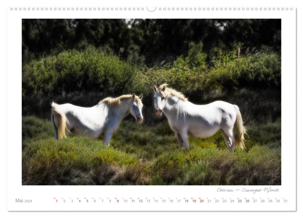 Longing Provence - Land of Light (CALVENDO Premium Wall Calendar 2024) 