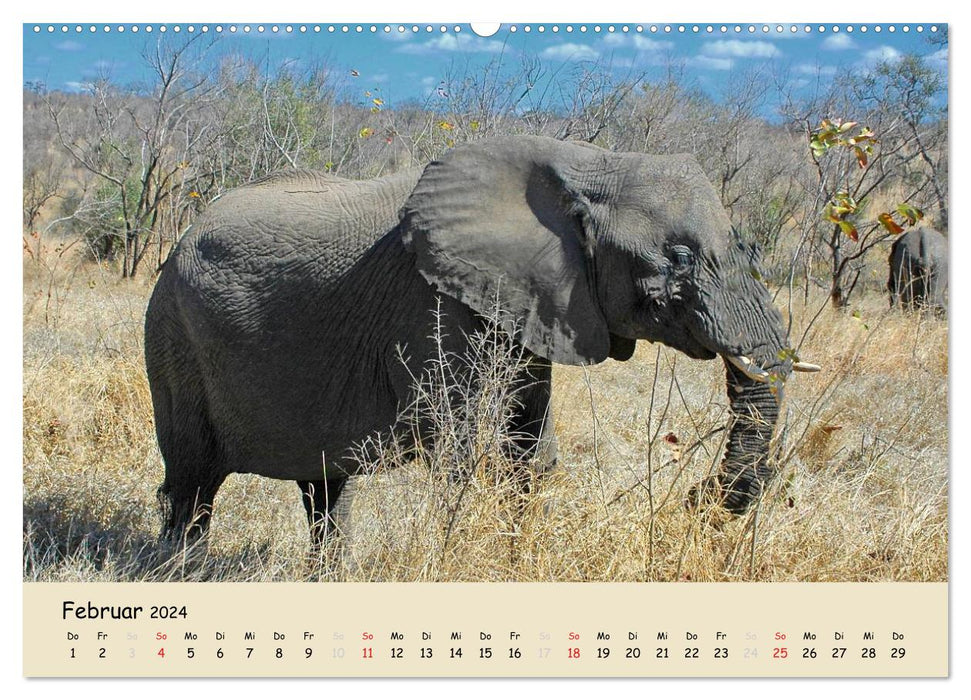 South Africa - from Kruger National Park to Cape Town (CALVENDO Premium Wall Calendar 2024) 