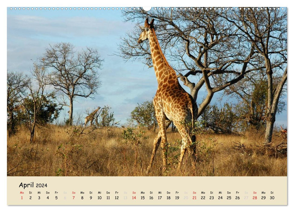 South Africa - from Kruger National Park to Cape Town (CALVENDO Premium Wall Calendar 2024) 