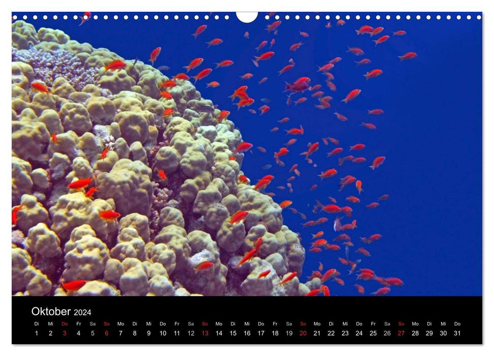 Meeres Schönheiten (CALVENDO Wandkalender 2024)