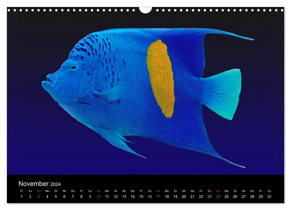 Sea beauties (CALVENDO wall calendar 2024) 