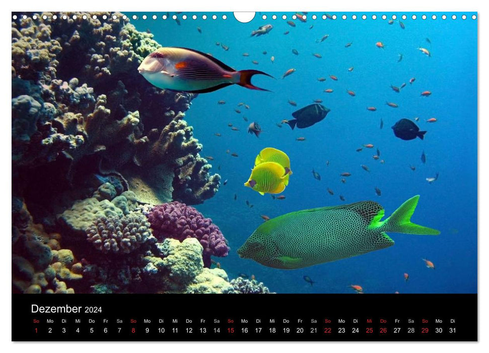 Sea beauties (CALVENDO wall calendar 2024) 