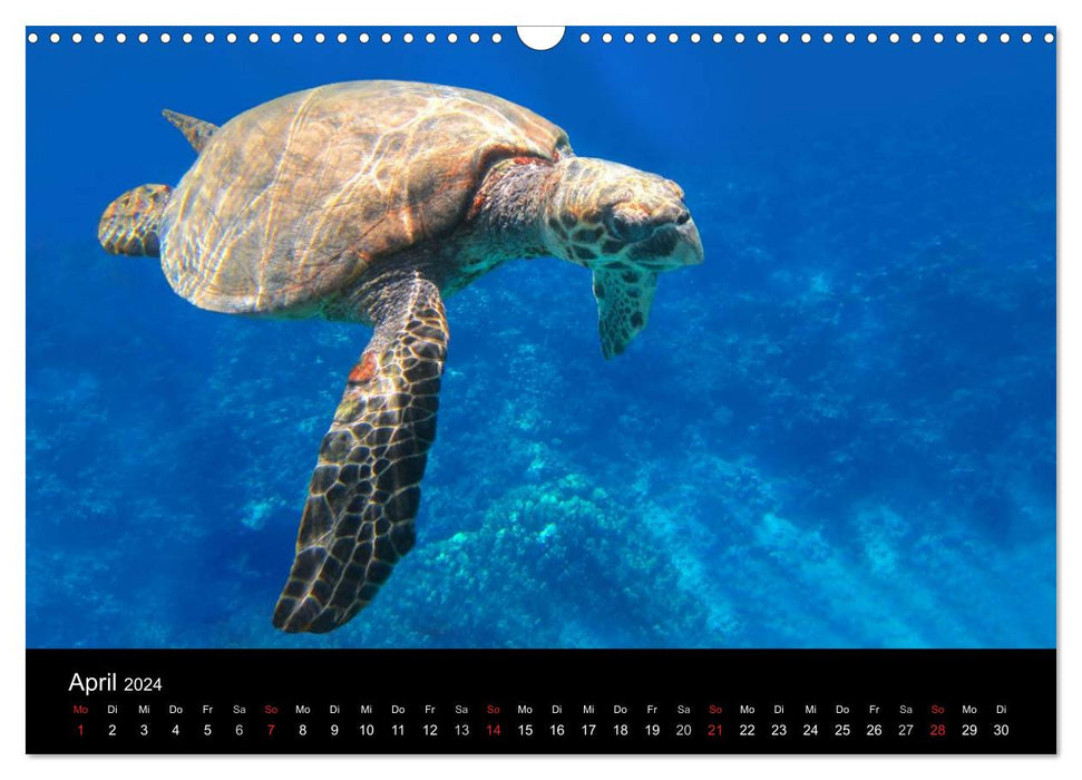 Meeres Schönheiten (CALVENDO Wandkalender 2024)