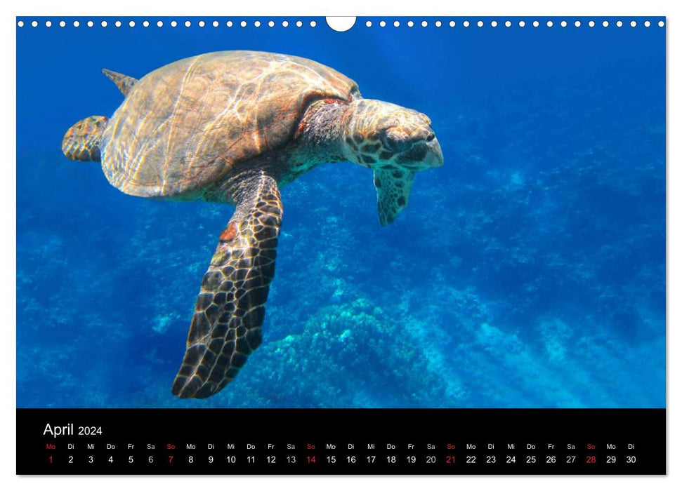 Sea beauties (CALVENDO wall calendar 2024) 