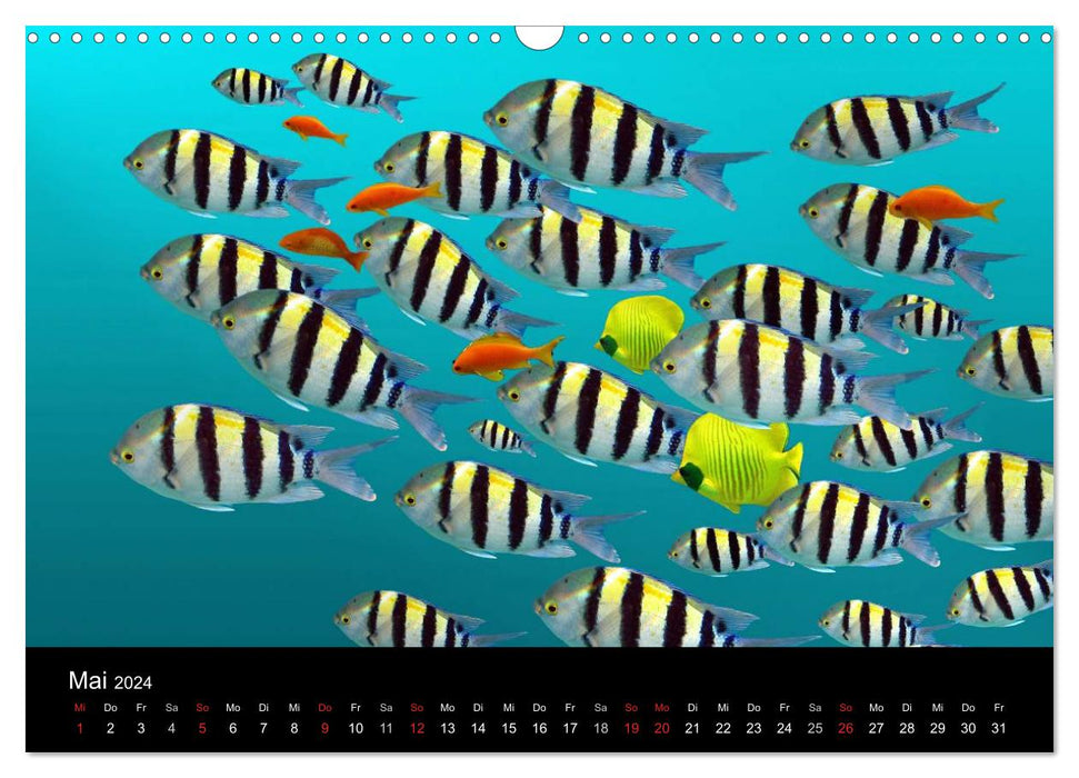Sea beauties (CALVENDO wall calendar 2024) 