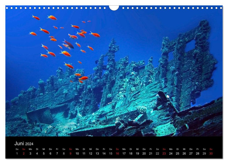 Sea beauties (CALVENDO wall calendar 2024) 