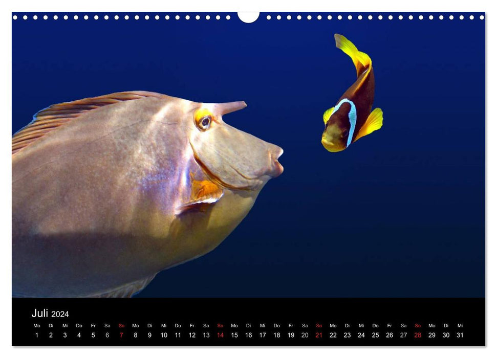 Sea beauties (CALVENDO wall calendar 2024) 