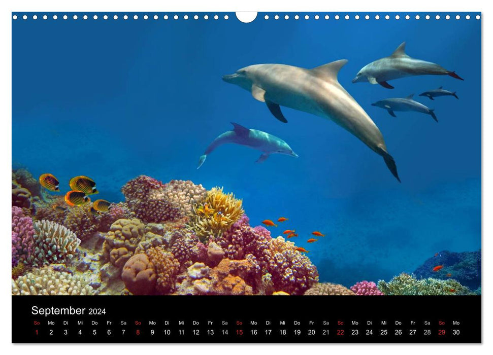 Sea beauties (CALVENDO wall calendar 2024) 