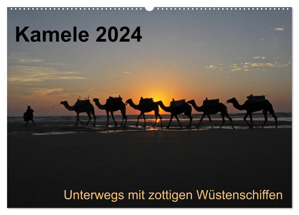 Kamele 2024 - Unterwegs mit zottigen Wüstenschiffen (CALVENDO Wandkalender 2024)