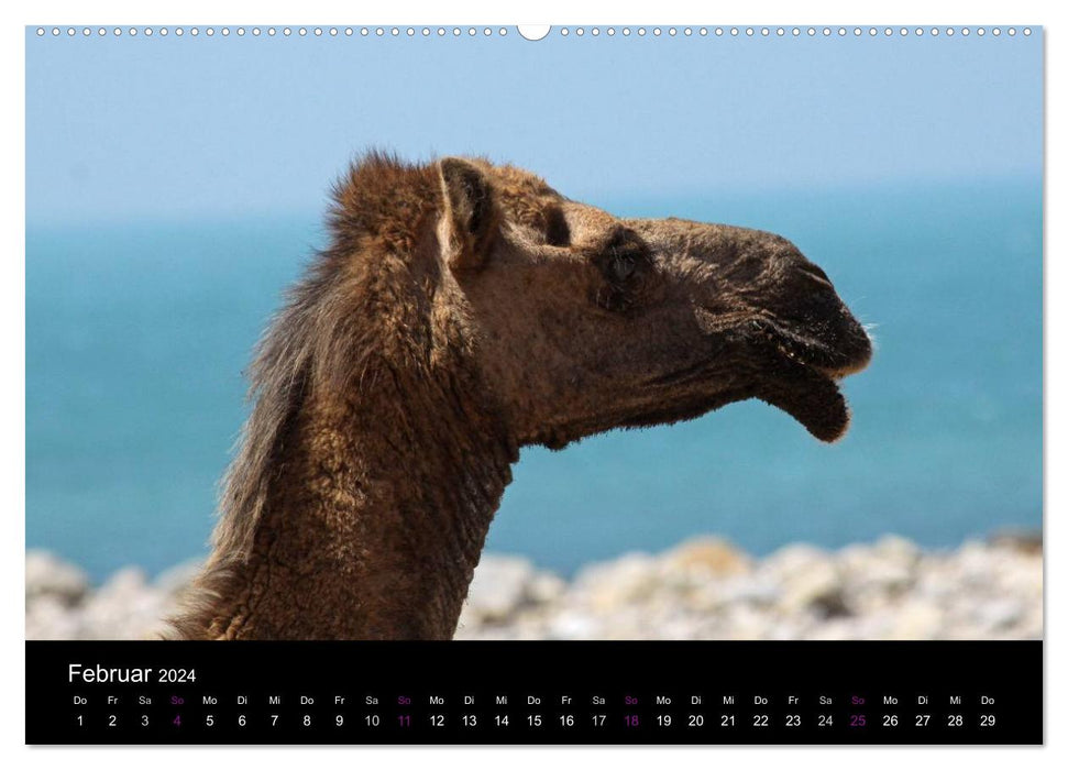 Kamele 2024 - Unterwegs mit zottigen Wüstenschiffen (CALVENDO Wandkalender 2024)