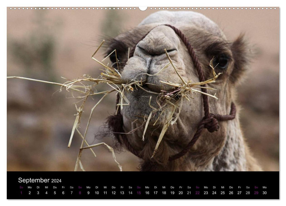 Camels 2024 - Traveling with shaggy desert ships (CALVENDO wall calendar 2024) 