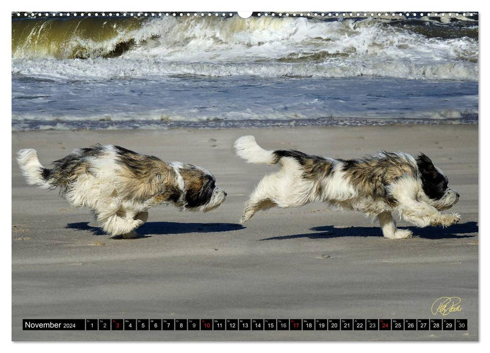 PON - Puppies, every day is a big adventure (CALVENDO Premium Wall Calendar 2024) 