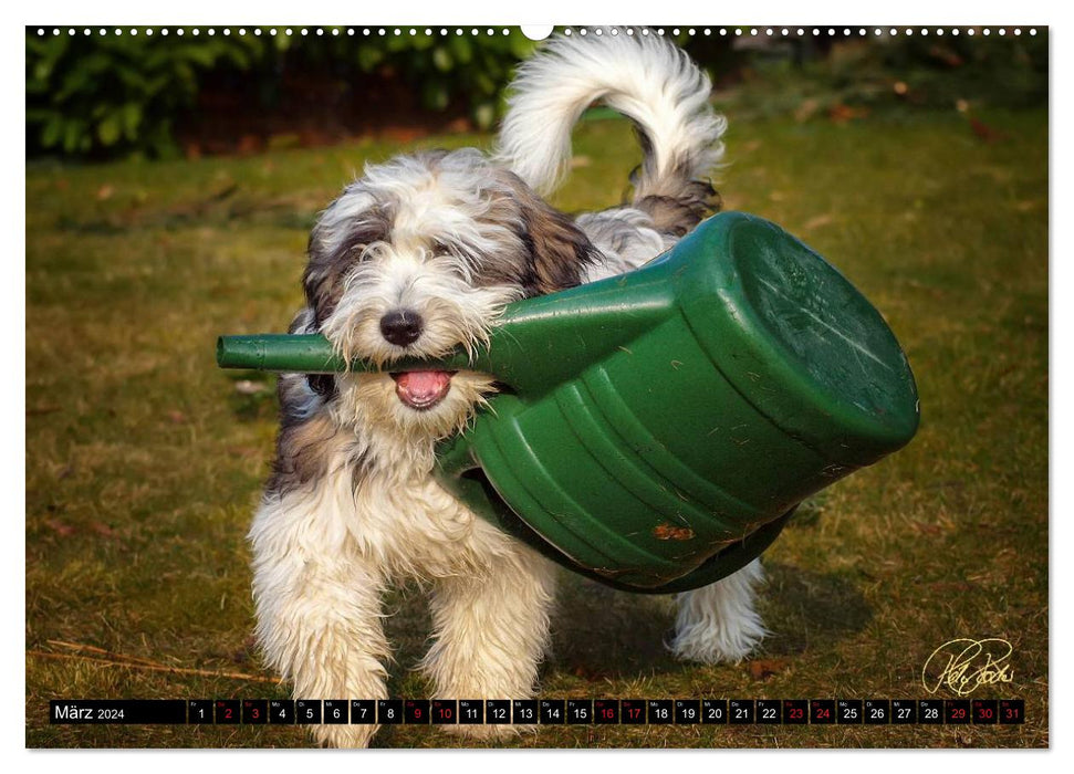 PON - Puppies, every day is a big adventure (CALVENDO Premium Wall Calendar 2024) 
