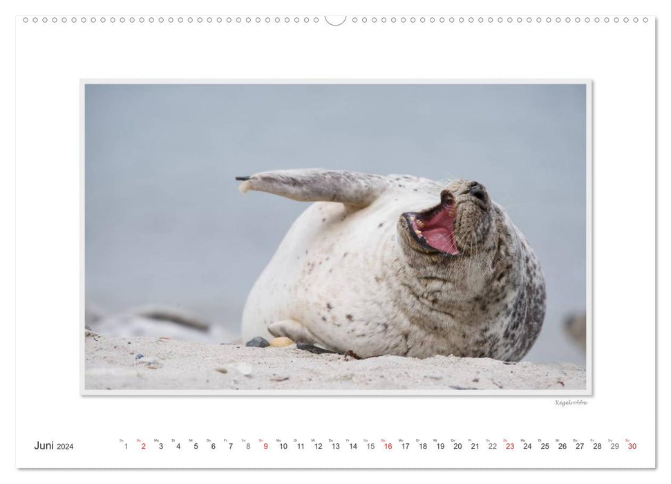 Emotional moments: Helgoland – Germany’s only offshore island. (CALVENDO Premium Wall Calendar 2024) 