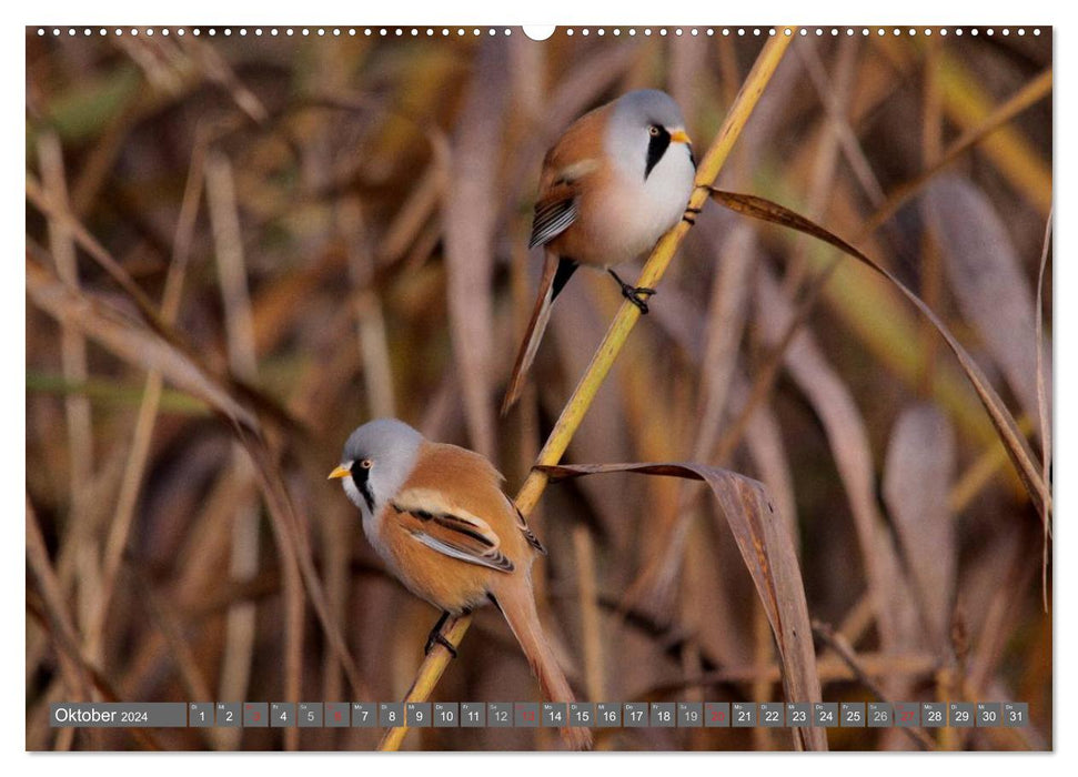 Birds up close (CALVENDO Premium Wall Calendar 2024) 