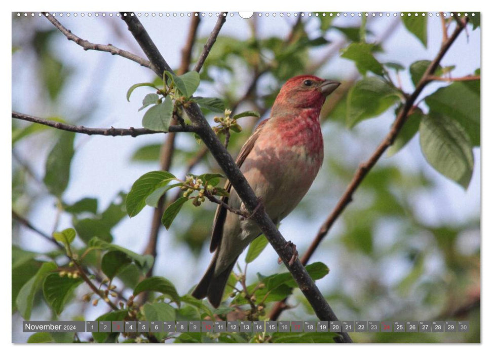 Birds up close (CALVENDO Premium Wall Calendar 2024) 