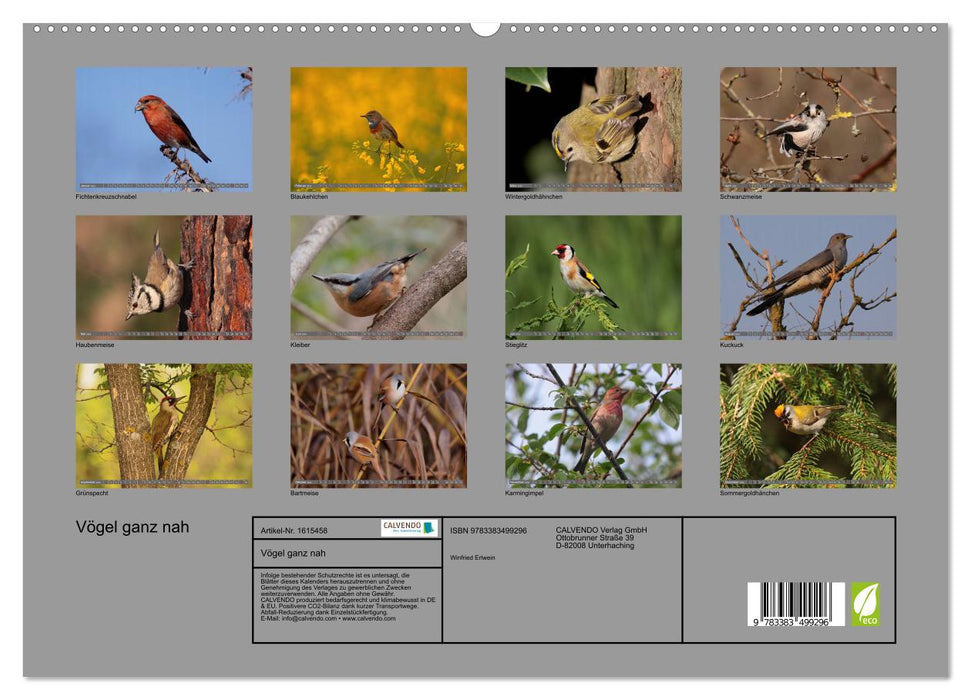 Birds up close (CALVENDO Premium Wall Calendar 2024) 