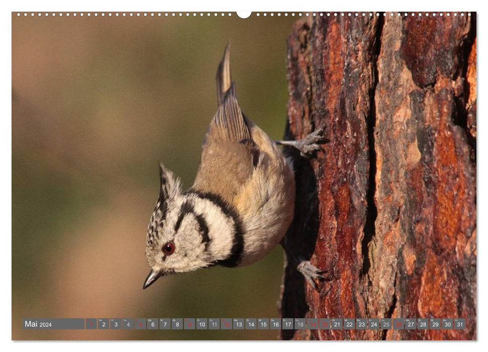 Birds up close (CALVENDO Premium Wall Calendar 2024) 