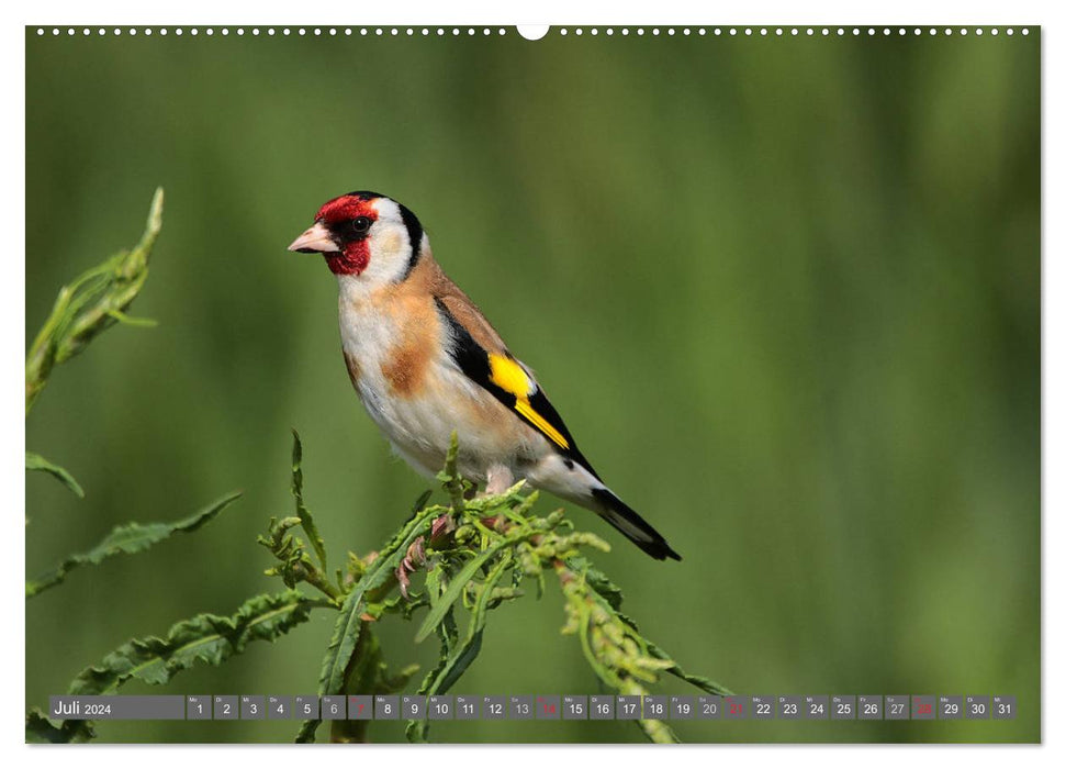 Birds up close (CALVENDO Premium Wall Calendar 2024) 