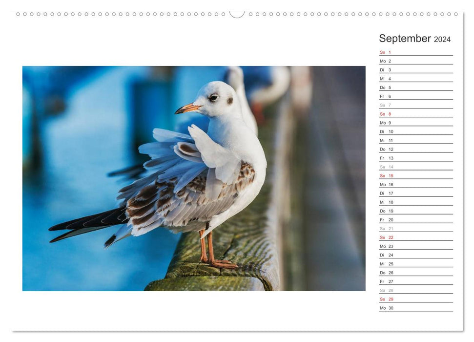 Time for relaxation - Usedom Island / Birthday Calendar (CALVENDO Premium Wall Calendar 2024) 