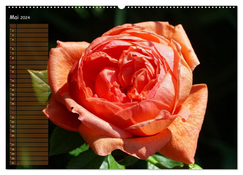 Let roses speak (CALVENDO Premium Wall Calendar 2024) 