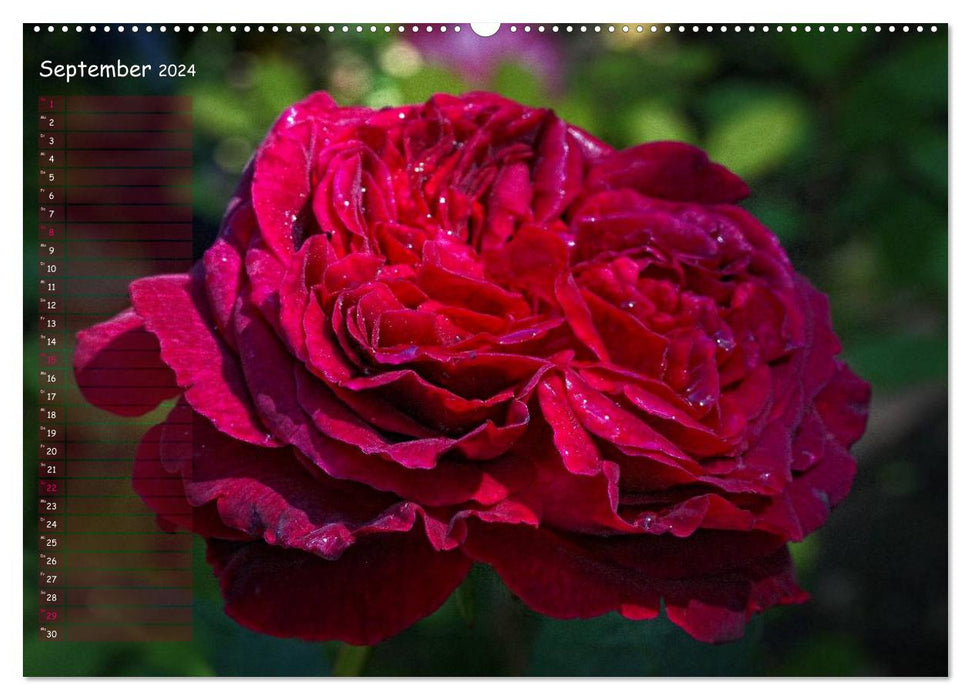 Let roses speak (CALVENDO Premium Wall Calendar 2024) 