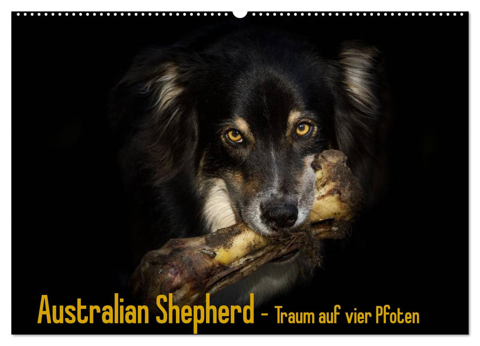 Australian Shepherd - Traum auf vier Pfoten (CALVENDO Wandkalender 2024)
