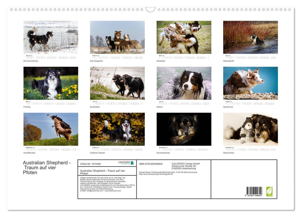 Australian Shepherd - Traum auf vier Pfoten (CALVENDO Wandkalender 2024)