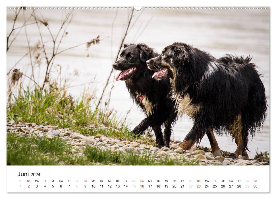 Australian Shepherd - Traum auf vier Pfoten (CALVENDO Wandkalender 2024)