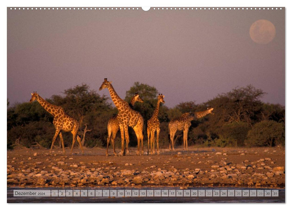 Afrikas Tierwelt Christian Heeb (CALVENDO Wandkalender 2024)