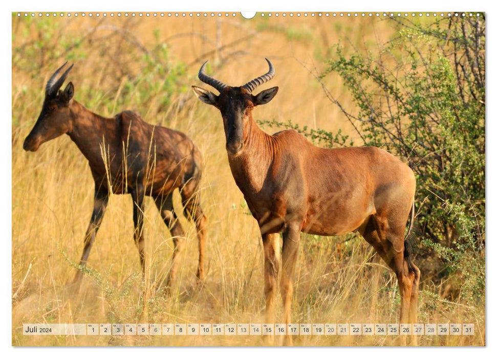 Africa's wildlife Christian Heeb (CALVENDO wall calendar 2024) 