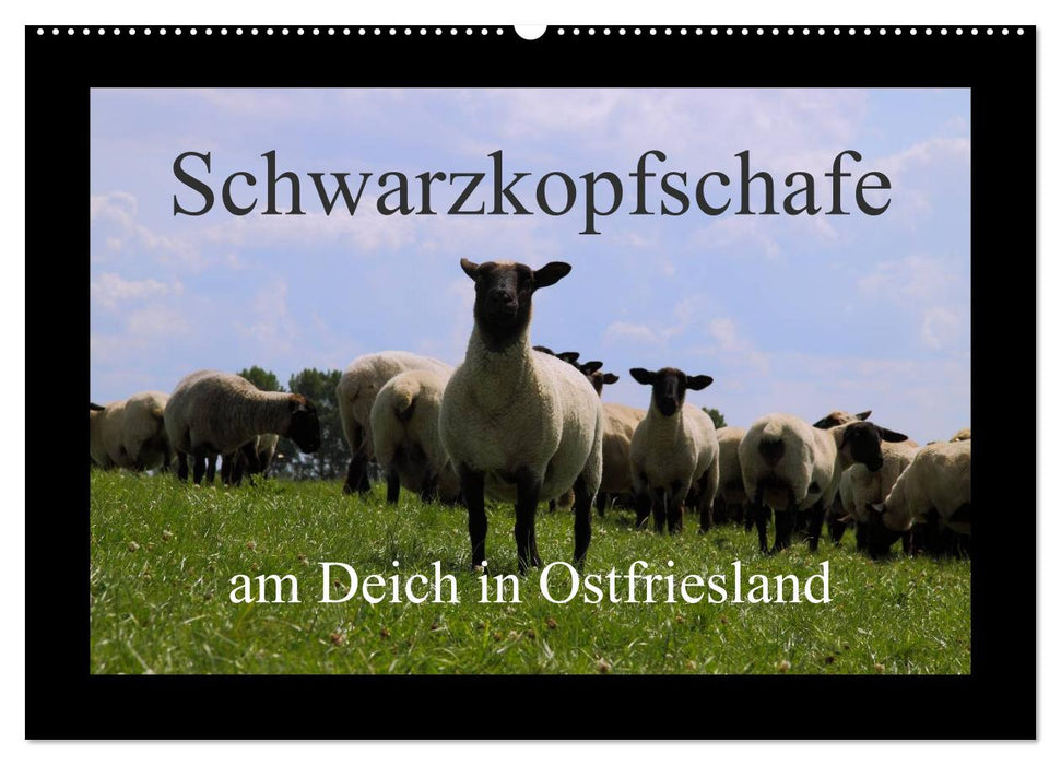 Schwarzkopfschafe am Deich in Ostfriesland (CALVENDO Wandkalender 2024)